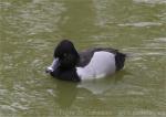 Ring-necked duck