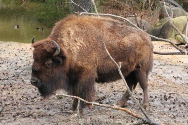 Plains bison