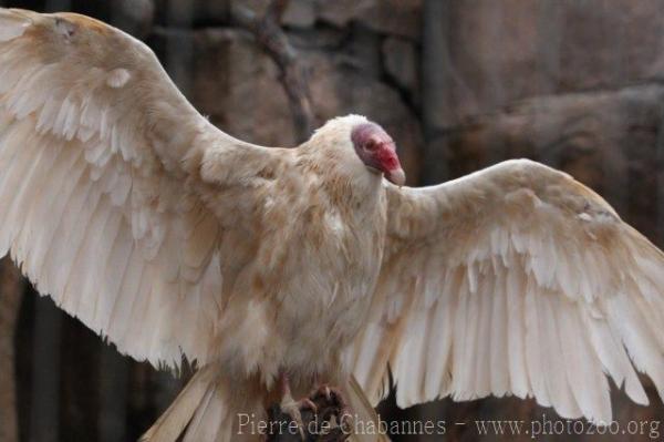 Turkey vulture