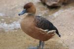 Fulvous whistling-duck