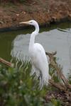 American great egret