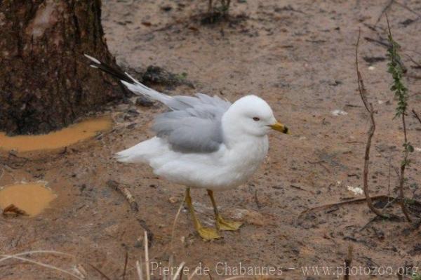 Ring-billed gull