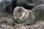 North American river otter