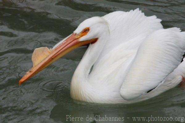 American white pelican