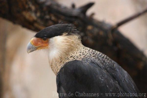 Crested caracara