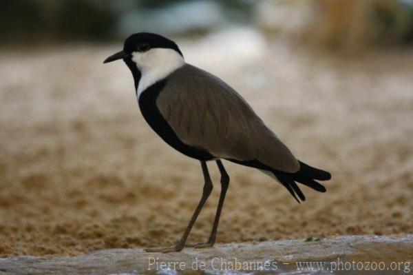 Spur-winged lapwing