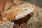 Broad-banded copperhead