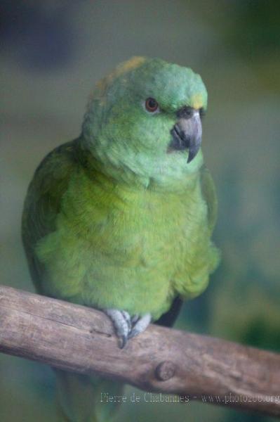 Yellow-naped amazon