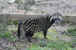 African civet