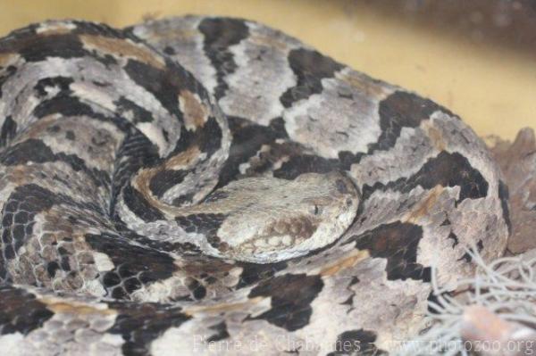 Timber rattlesnake