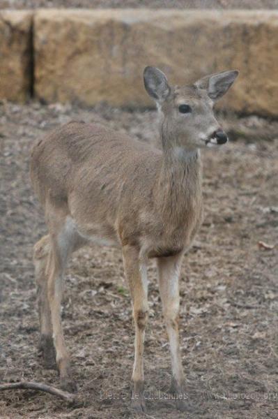 White-tailed deer