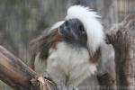 Cotton-top tamarin