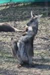 Common wallaroo