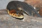 Broad-banded water snake