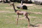 Cameron Park Zoo
