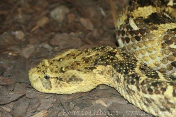 Puff adder