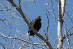 American black vulture