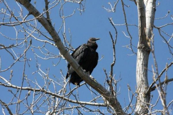 American black vulture