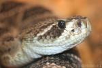 Eastern diamondback rattlesnake