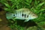 Honduran red point cichlid