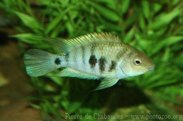 Honduran red point cichlid