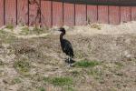 Little blue heron