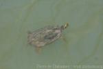 Texas map turtle
