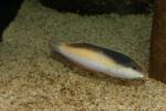 Yellowhead wrasse