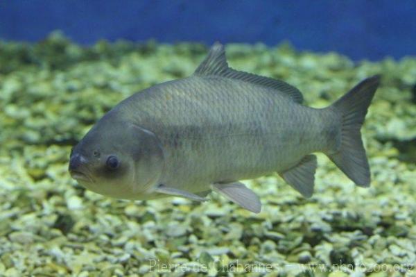 Smallmouth buffalo