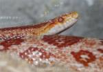 Yellow-bellied kingsnake