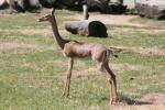 Southern gerenuk