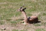 Southern gerenuk