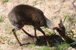 Guenther's dik-dik