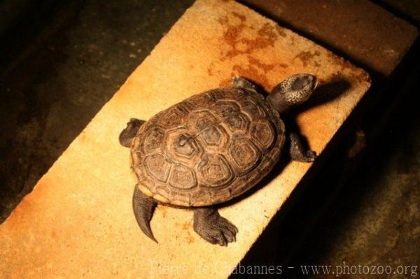 Texas diamondback terrapin