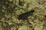 Redlip blenny