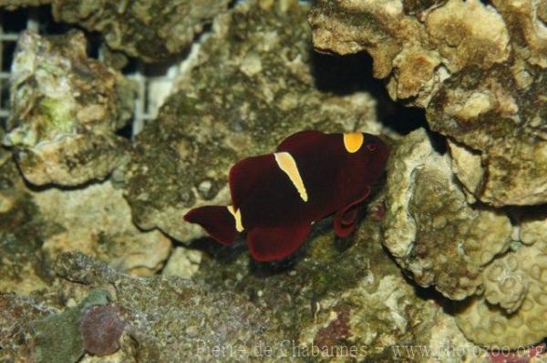 Spinecheek anemonefish