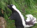 Striped skunk