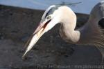 Great blue heron