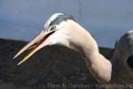 Great blue heron