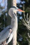 Great blue heron