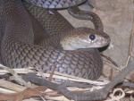 Nubian spitting cobra