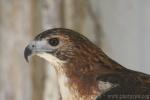 Red-tailed hawk