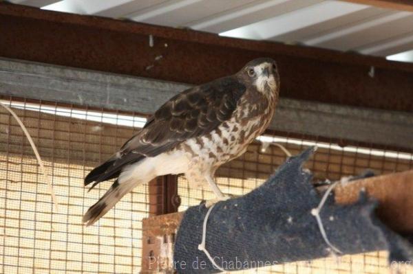 Broad-winged hawk