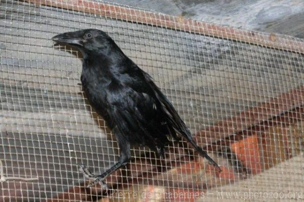 Chihuahuan raven