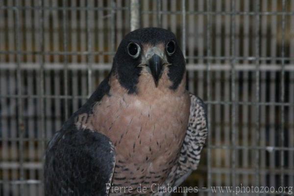 Peregrine falcon