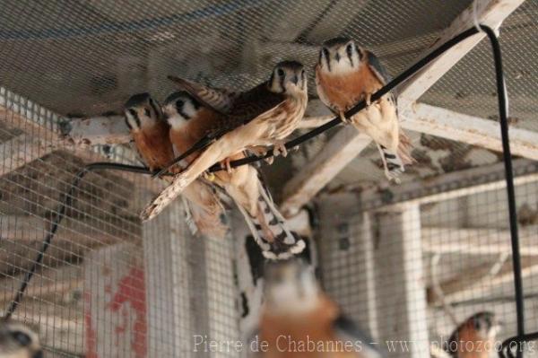 American kestrel