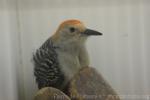 Red-bellied woodpecker