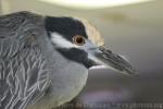 Yellow-crowned night-heron