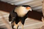 Crested caracara