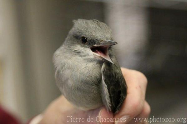 Eastern phoebe